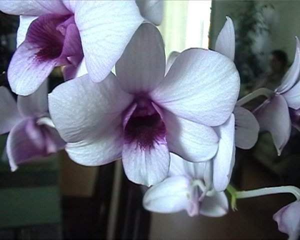 003270476.jpg