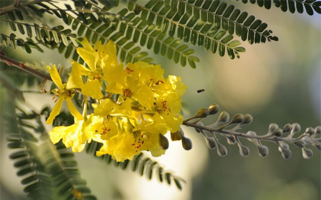 Acacia_Flowers_hd_wallpaper.jpg