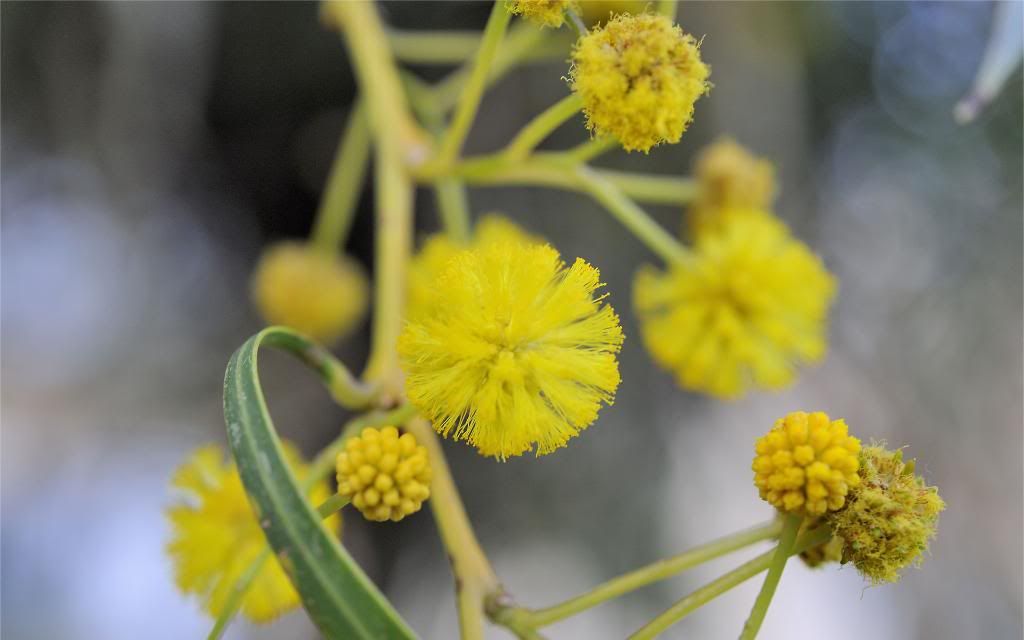 Acacia_dealbata_Flowers_hd_wallpaper.jpg