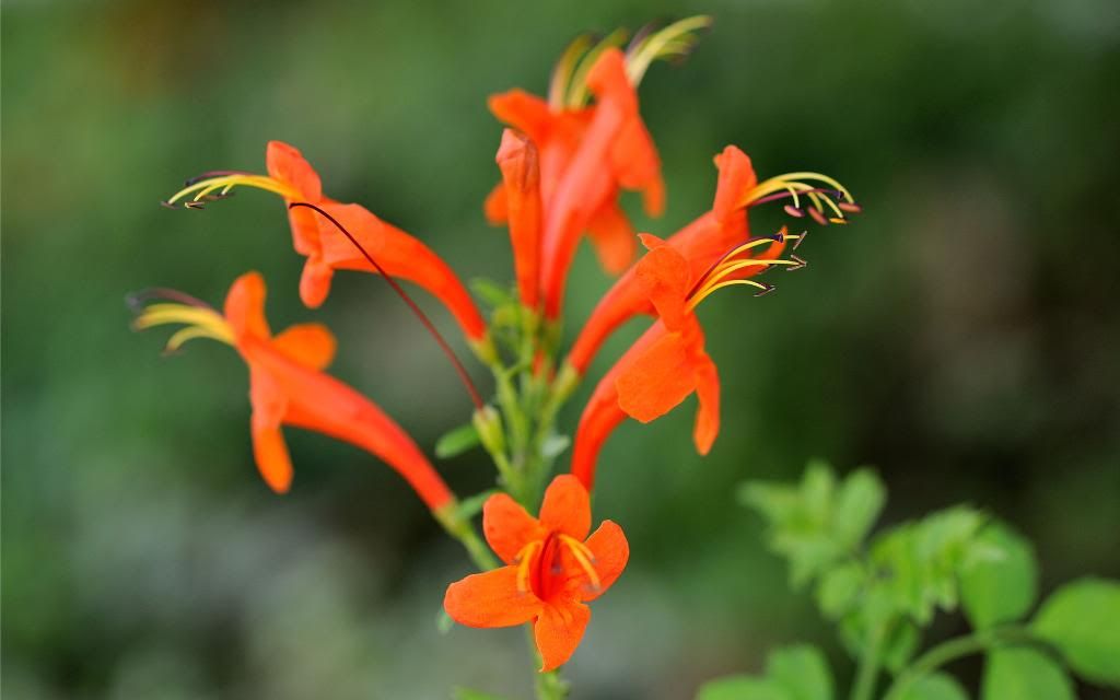 Aeschynanthus_humilis_flowers_hd_wallpaper.jpg