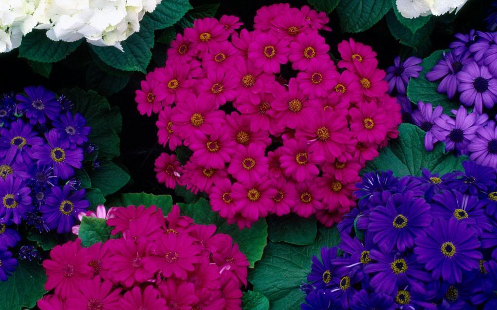 Annual_flowers_hd_wallpaper.jpg