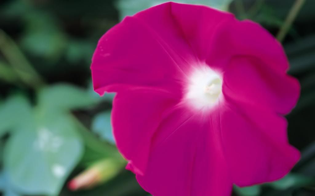 Beautiful_flower_climbing_plant_High_definition_wallpaper.jpg