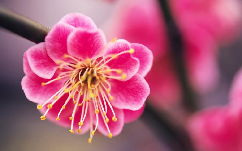 Beautiful_pink_flower_wallpaper_hd_wallpaper.jpg