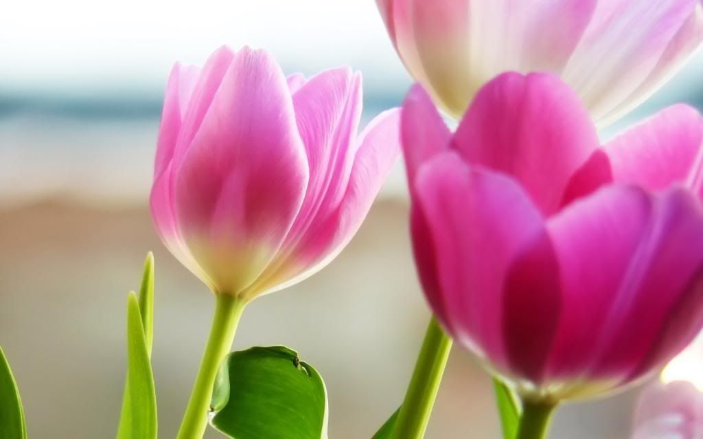 Beautiful_pink_tulips_-_hd_wallpaper_hd_wallpaper.jpg