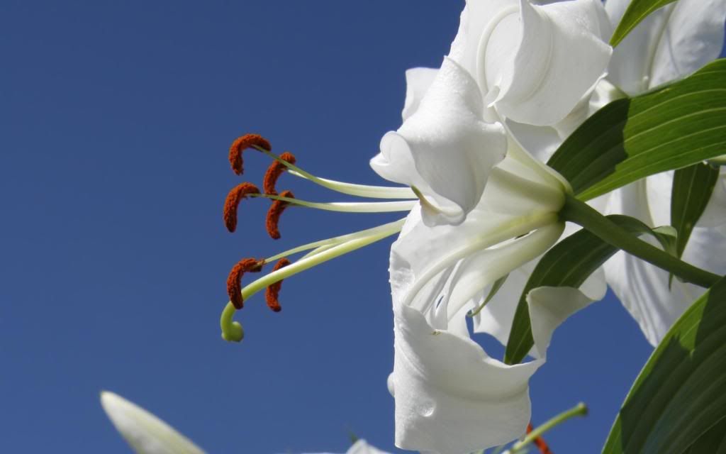 Belladonna_lily_hd_wallpaper.jpg