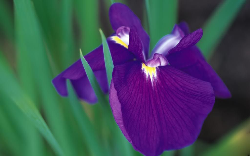 Blue_Bearded_Iris_hd_wallpaper.jpg