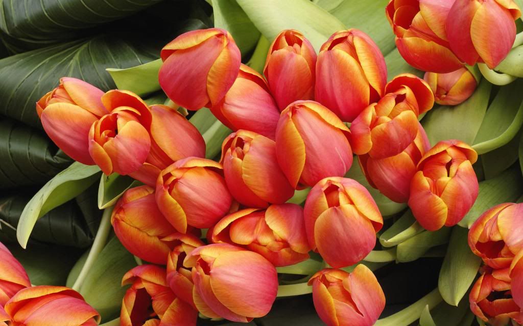 Bouquet_of_fresh_tulips_hd_wallpaper.jpg