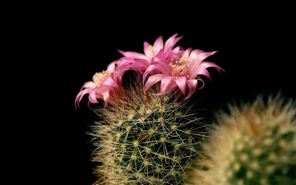 Cactus_Flowers_hd_wallpaper.jpg