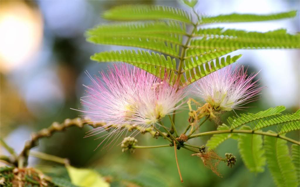 Calliandra_hd_wallpaper.jpg