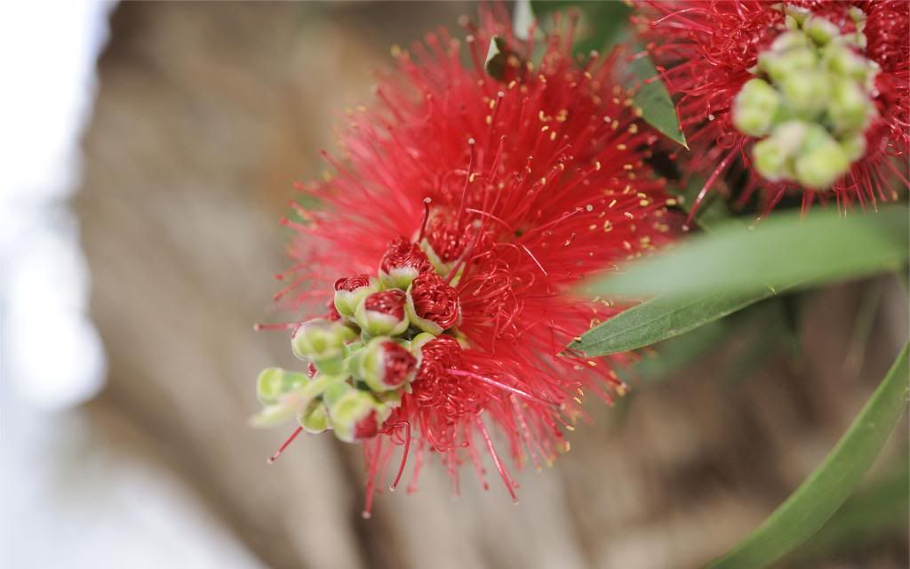 Callistemon_hd_wallpaper.jpg