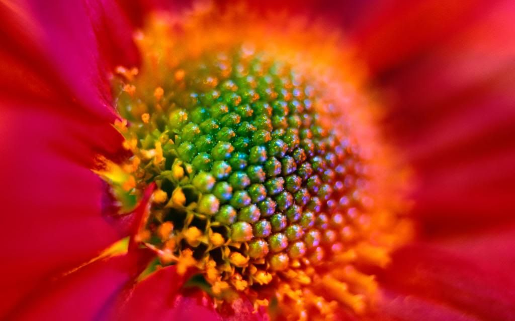 Capitulum_flower_hd_wallpaper.jpg