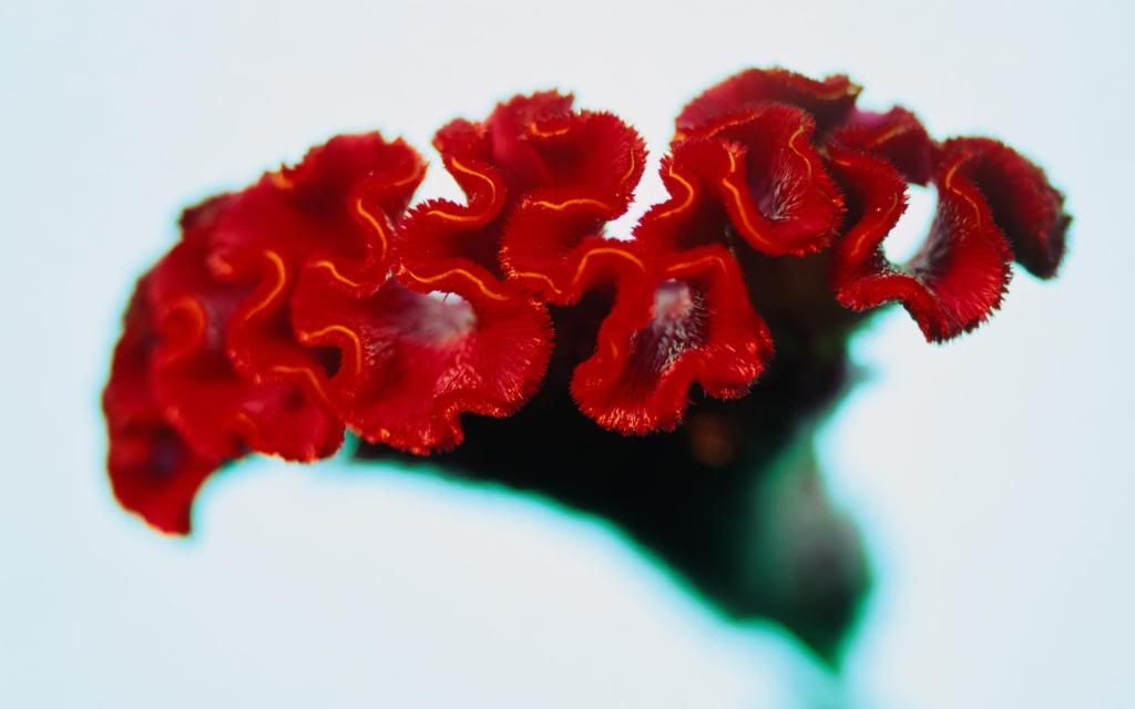 Celosia_hd_wallpaper.jpg