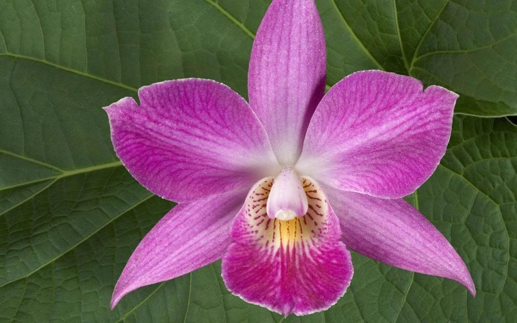 Clerodendrum_flower_hd_wallpaper.jpg