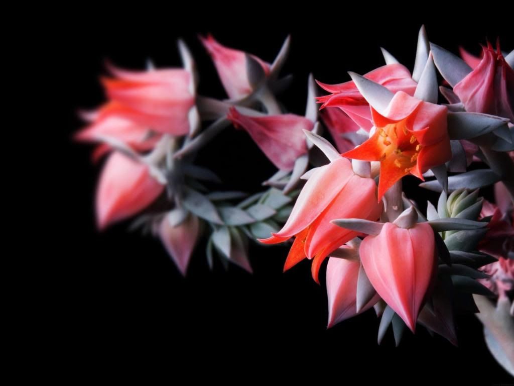 Clerodendrum_flowers_hd_wallpaper.jpg