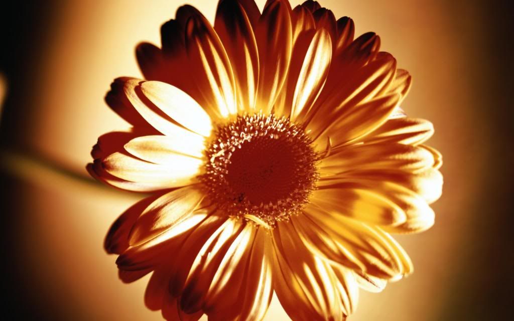Common_daisy_flower_head_hd_wallpaper.jpg