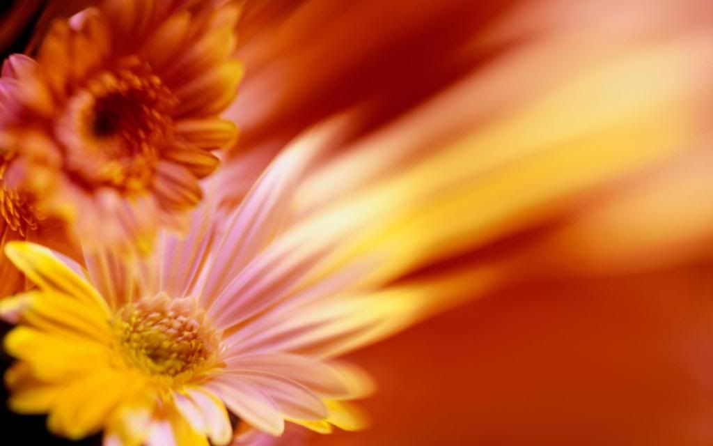 Common_daisy_flower_heads_hd_wallpaper.jpg