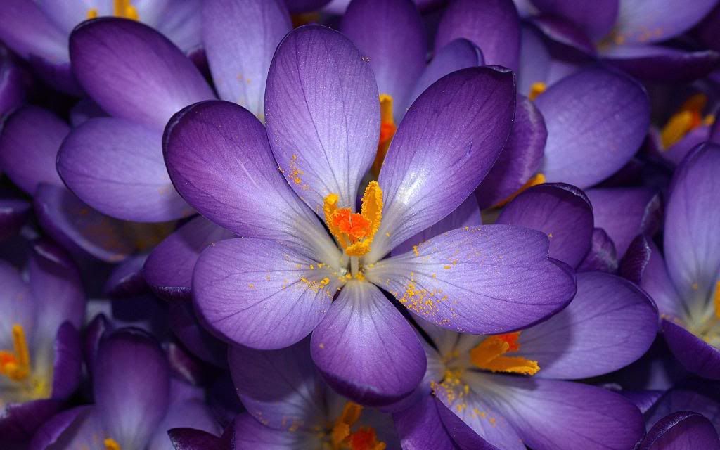 Crocus_Crocus_vernus_hd_wallpaper.jpg