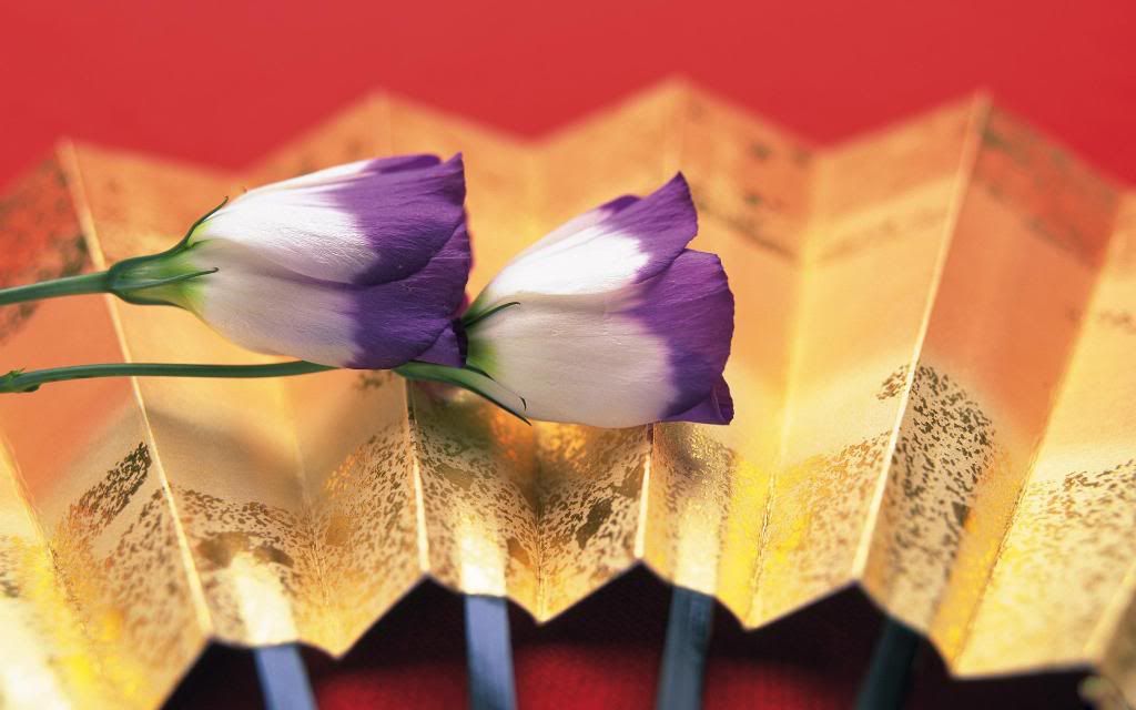 Crocus_crocuses_perennial_flower_hd_wallpaper.jpg