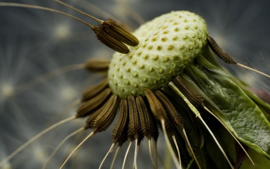 Dandelion_Macro_photography_hd_wallpaper.jpg