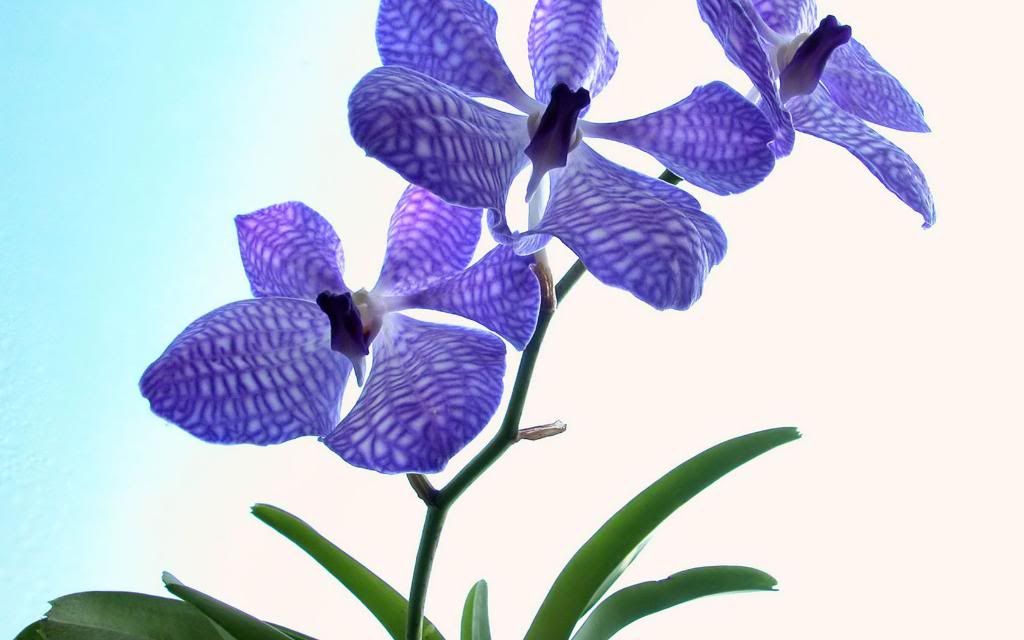 Desktop_Flowers_Orchid_High_definition_wallpaper.jpg