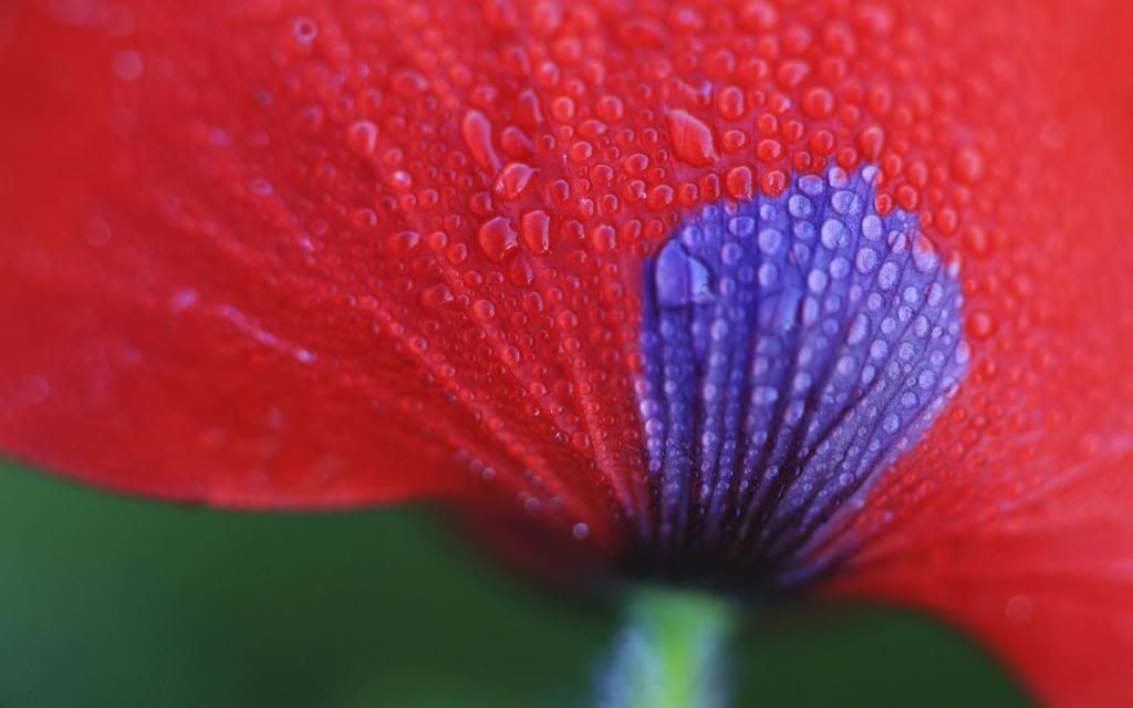 Dew_exotic_petals_beautiful_High_definition_wallpaper.jpg