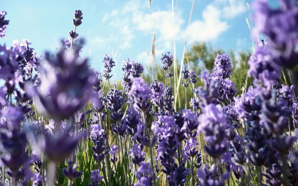 Elephant_head_wildflower_paper_High_definition_wallpaper.jpg