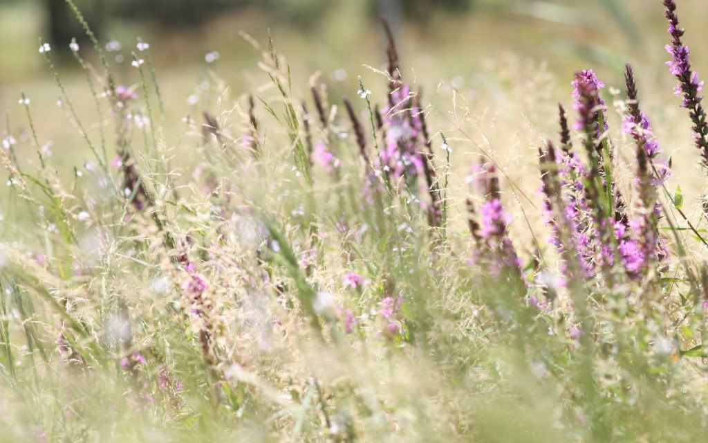 Erica_heather_Widescreen_wallpaper.jpg