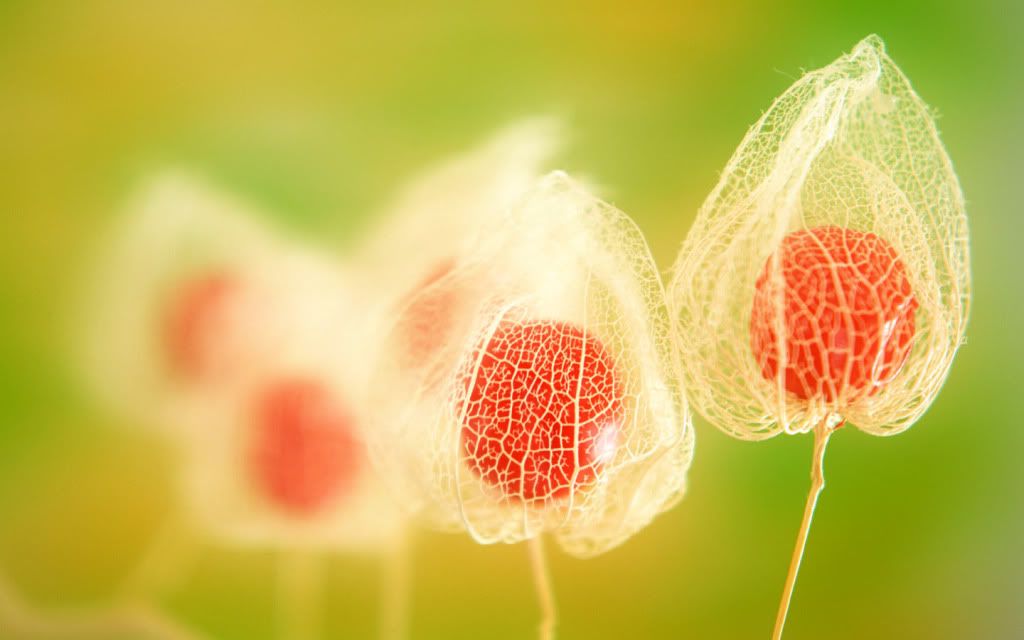 Exotic_House_Plants_High_definition_wallpaper.jpg