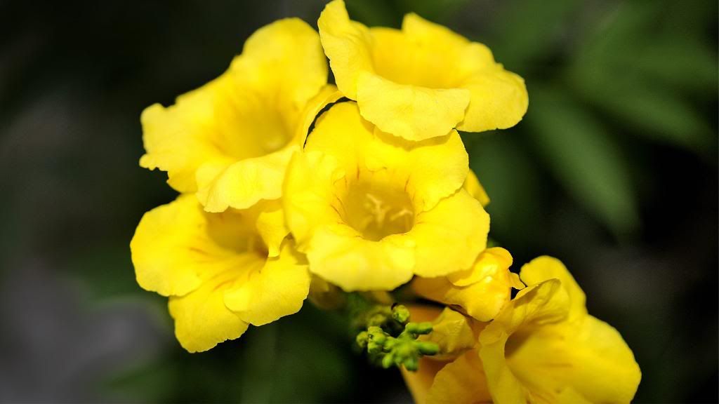 Exotic_flowers_Anagyris_latifolia_High_definition_wallpaper.jpg