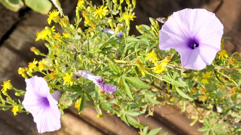 Exotic_tropical_flower_Convolvulus_canariensis_High_definition_wallpaper.jpg