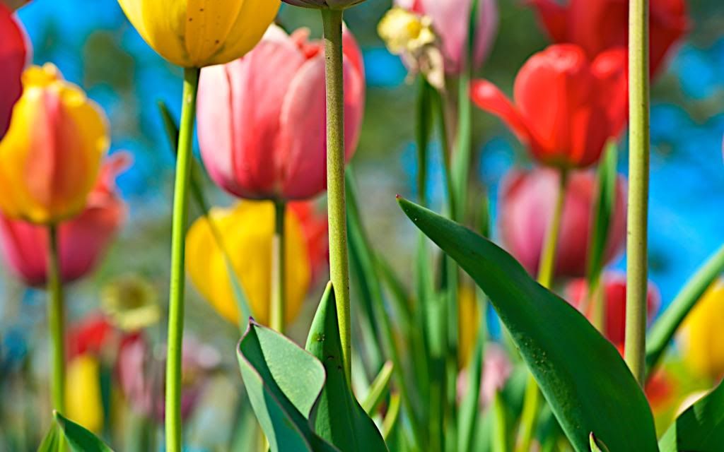 Field_of_tulips_High_definition_wallpaper.jpg