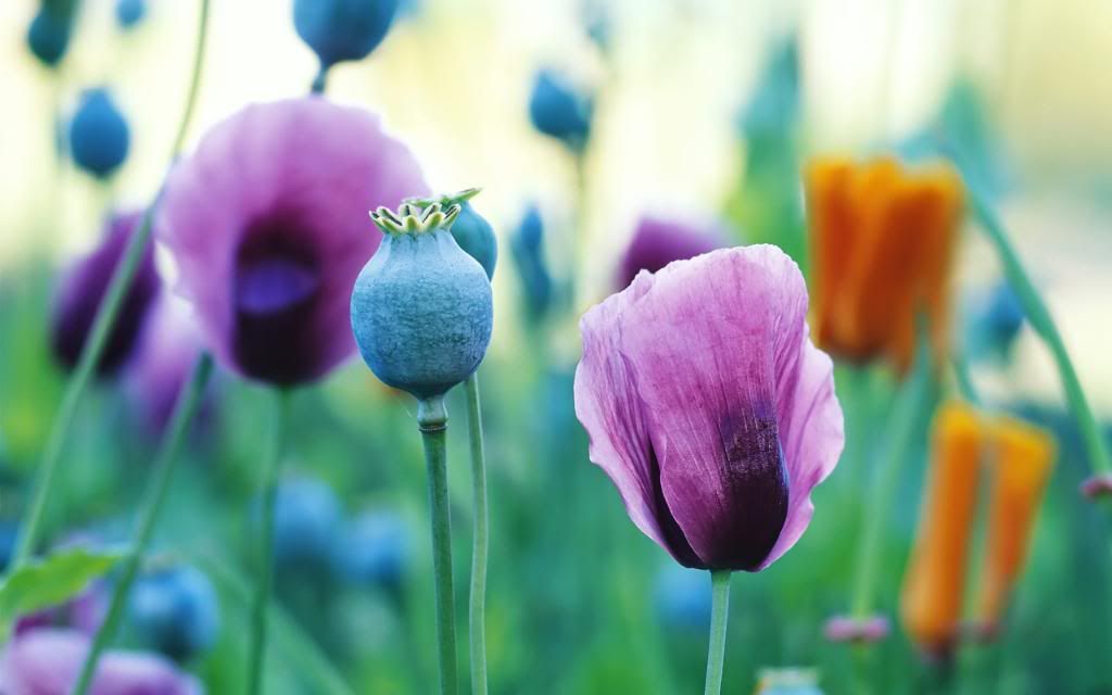 Field_poppies_High_definition_wallpaper.jpg