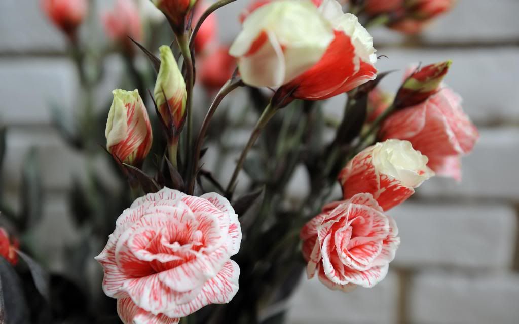 Flower_Breeding_High_definition_wallpaper.jpg