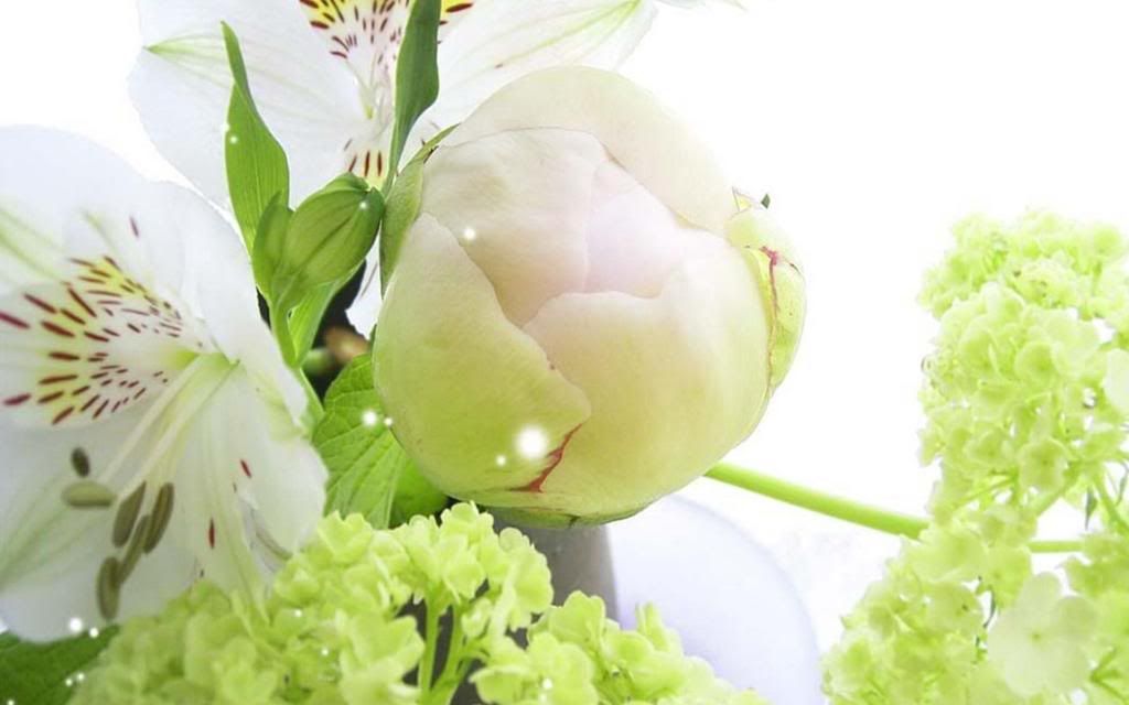 Flower_bud_High_definition_wallpaper.jpg
