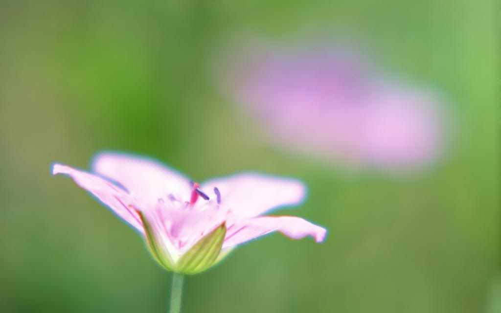 Flower_computer_background_High_definition_wallpaper.jpg