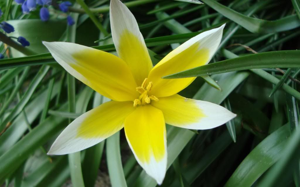 Flower_gardening_hd_wallpaper.jpg