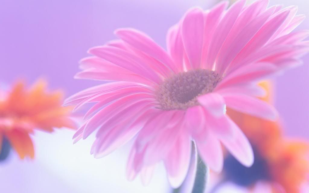 Flower_head_High_definition_wallpaper.jpg
