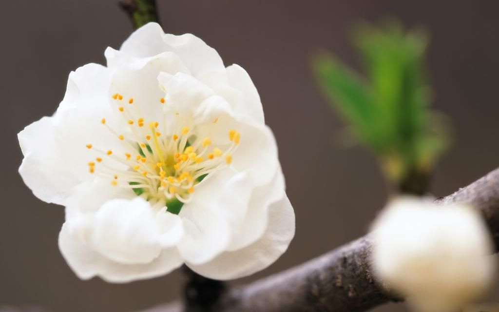 Flowering_pear_flowersaper_High_definition_wallpaper.jpg