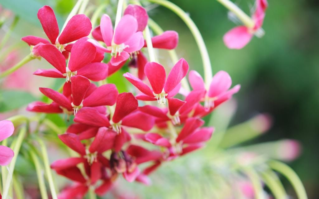 Flowerings_Shrubs_High_definition_wallpaper.jpg