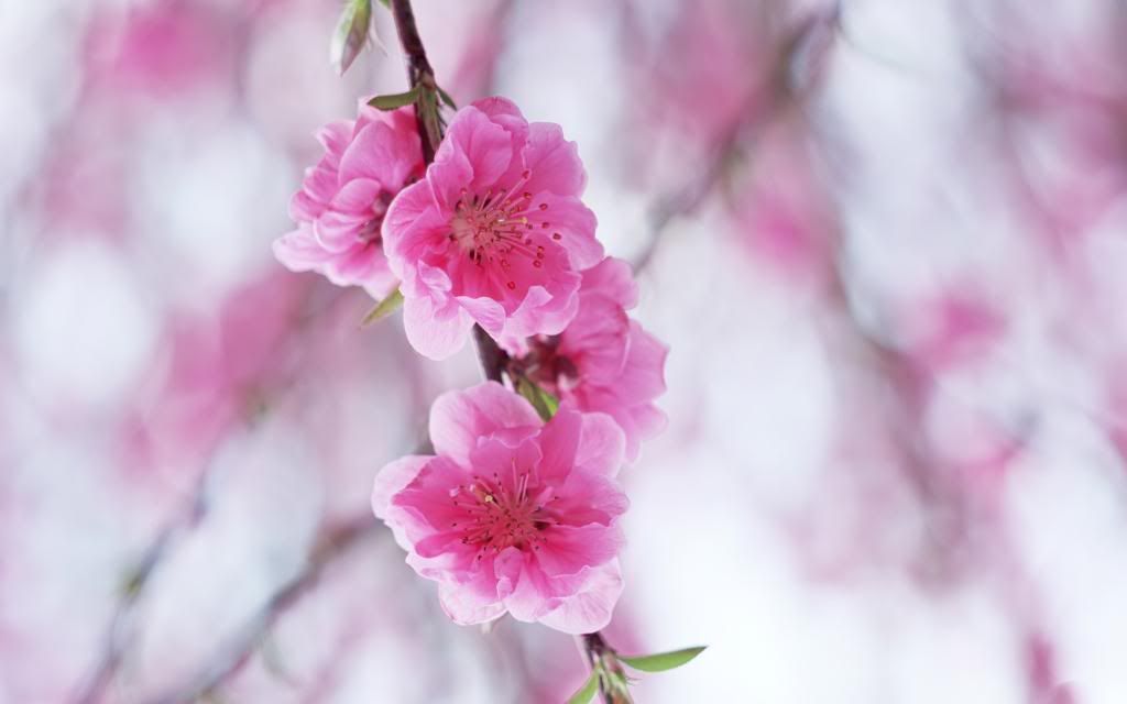 Flowers_blossoming_plum_high_quality_free_wallpapers_Widescreen_wallpaper.jpg