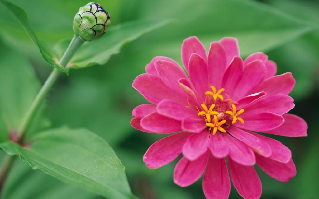 Flowers_home_garden_background_image_Widescreen_wallpaper.jpg