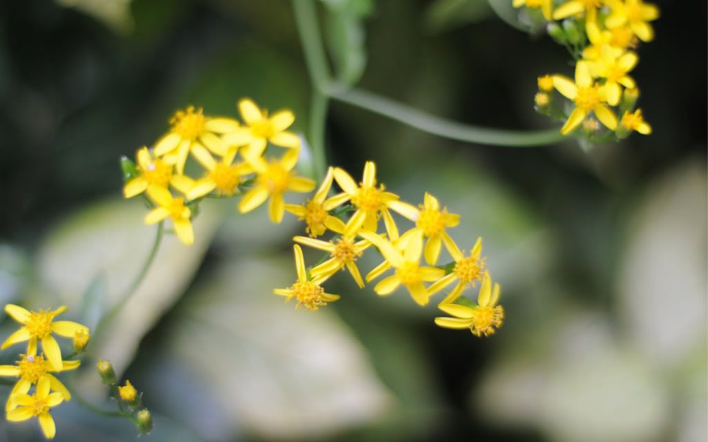 Flowers_liana_Widescreen_wallpaper.jpg