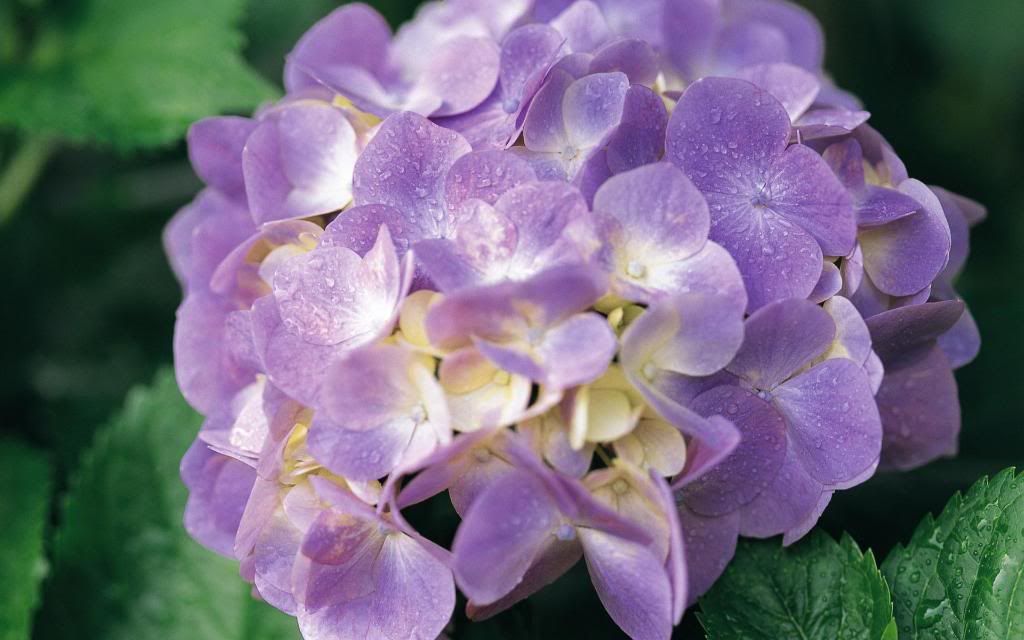 Fragile_flower_petals_Widescreen_wallpaper.jpg