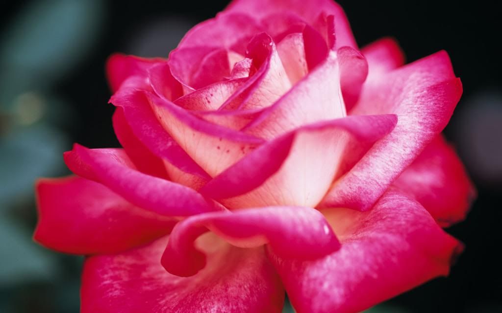 Fresh_Pink_Rose_Widescreen_wallpaper.jpg