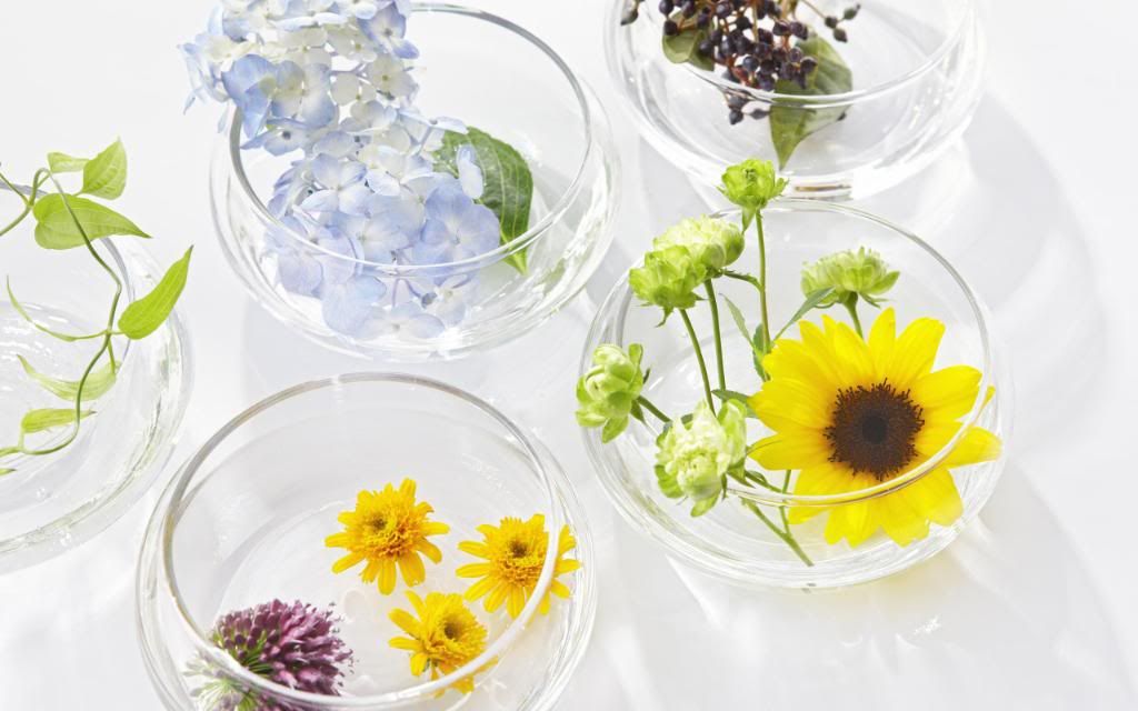 Gaillardia_wildflower_decorating_with_flowers_Widescreen_wallpaper.jpg