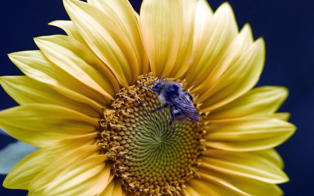 Gerbera_Daisy_Flower_Widescreen_wallpaper.jpg