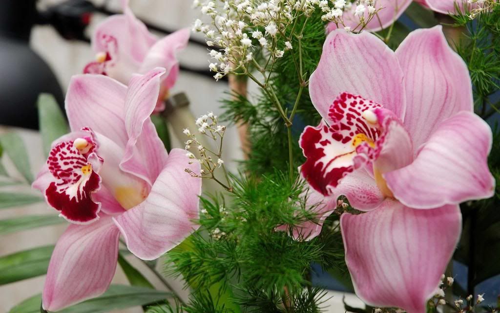 Gift_Orchids_Widescreen_wallpaper.jpg