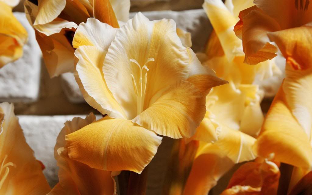 Gladiolus_sword_lily_perennial_bulbous_flowering_plants_Widescreen_wallpaper.jpg