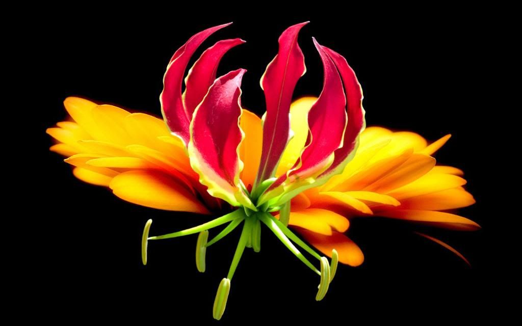 Gloriosa_tropical_flower_Widescreen_wallpaper.jpg