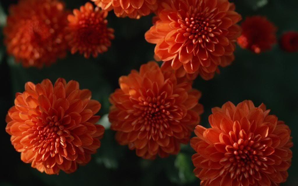 Hardy_Mums_Widescreen_wallpaper.jpg